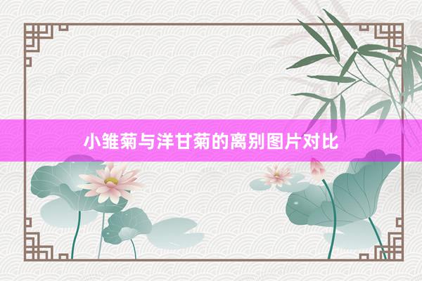小雏菊与洋甘菊的离别图片对比